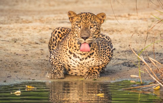 Sri Lanka